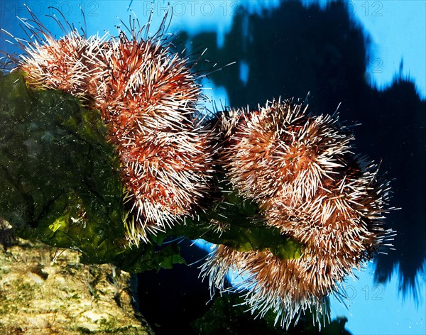 Priest-Hat Urchin or Short Spine Urchin