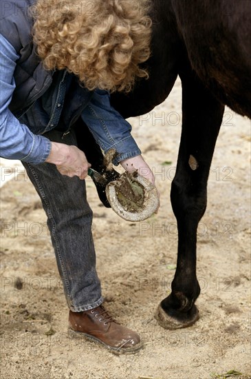 WOMAN WITH ENGLISH THOROUGHBRED HORSE