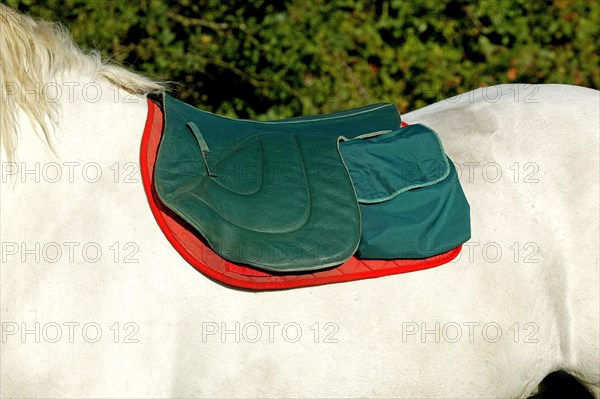 Percheron horse with a saddle rug on its back