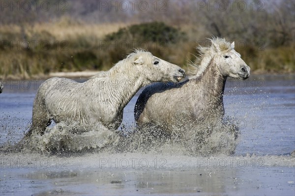 CAMARGUE HORSE