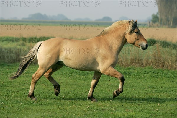 Norwegian fjord stallion