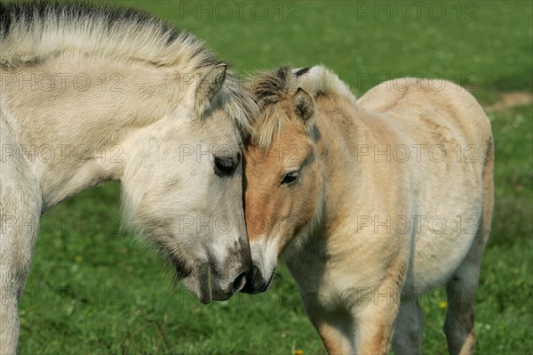 Norwegian Fjord Horse