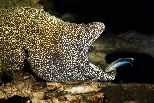 Honeycomb moray