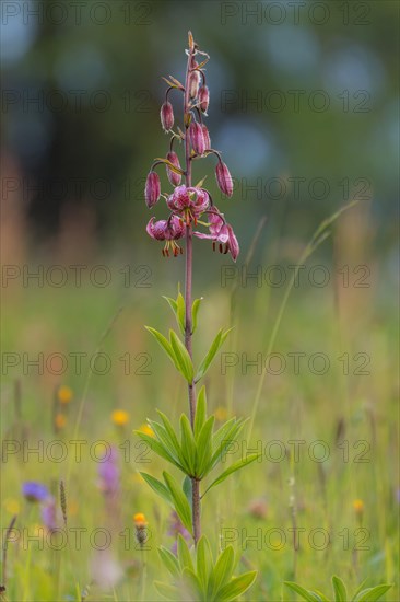 Martagon or Turk's Cap Lily