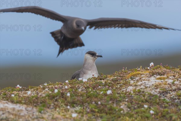 Arctic skuas