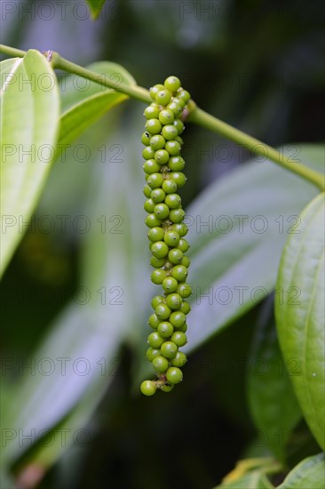 Unripe panicle of the Black pepper