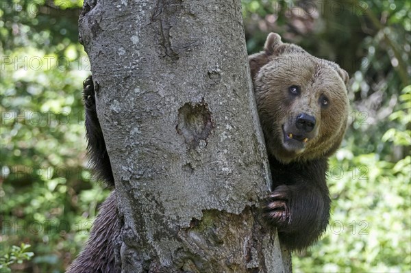 Brown bear