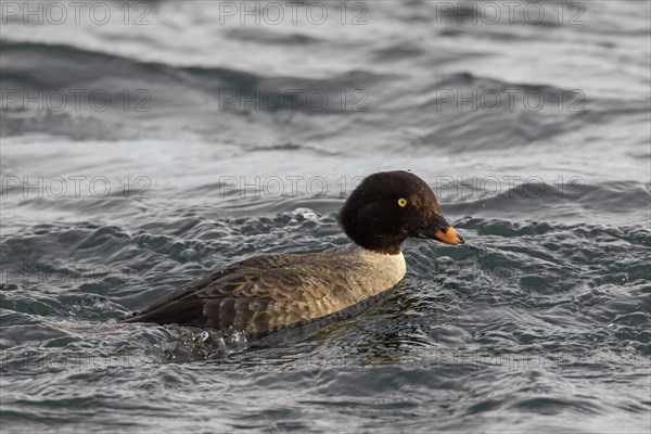 Barrow's goldeneye