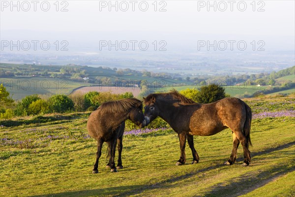 Exmoor Ponies on Cothelstone Hill in the Quantock Hills