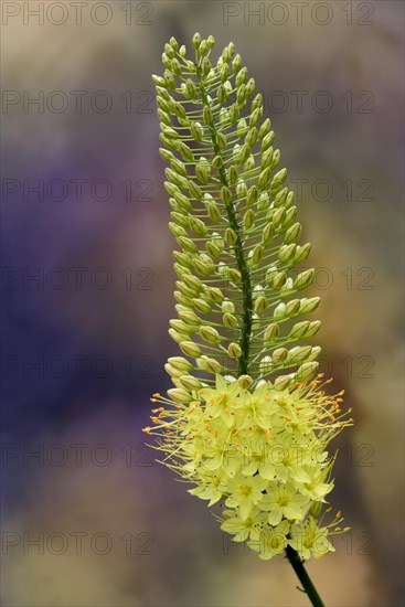 Foxtail lily