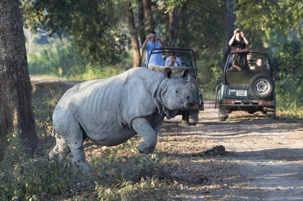 Indian rhinoceros