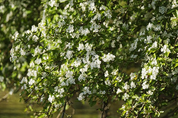 Midland hawthorn