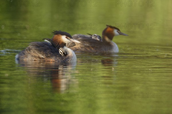 Great crested grebe