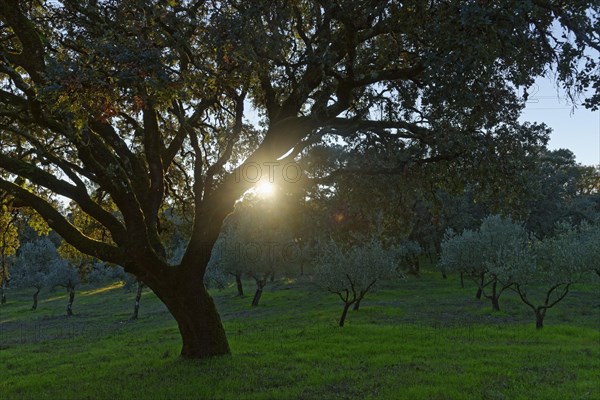 Holm Oak