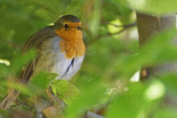 European robin