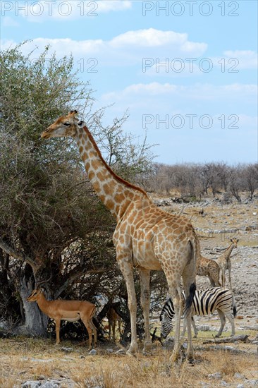 Angolan Giraffe