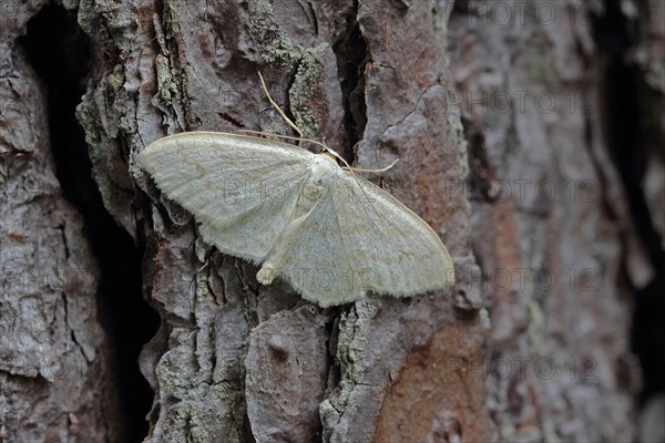 Yellowish white small peeper