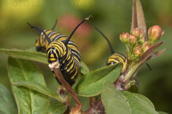 Caterpillar of the monarch butterfly