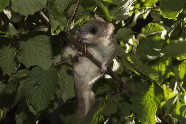 Fat dormouse