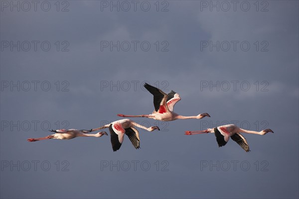 Lesser Flamingo