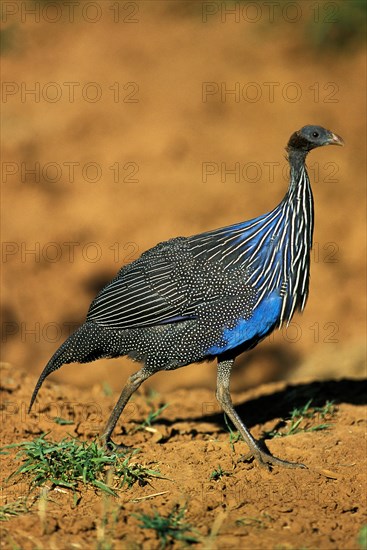 VULTURINE GUINEAFOWL