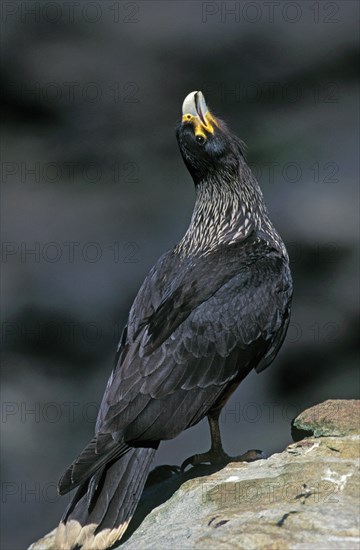 Striated Caracara