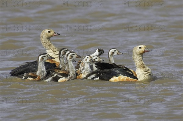 Orinoco goose