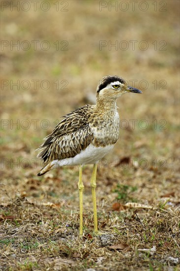 Double striped thick knee