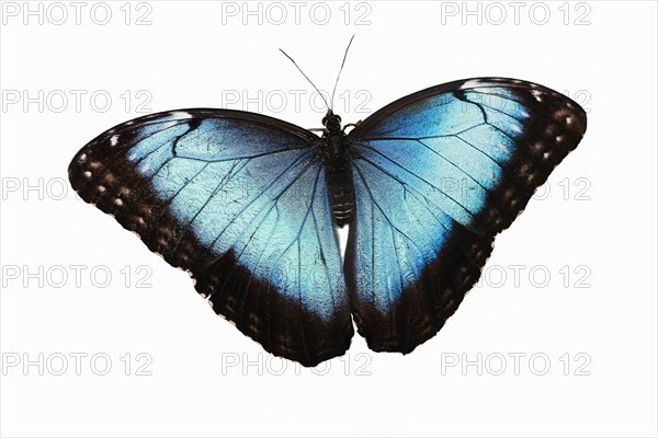 Blue Morpho