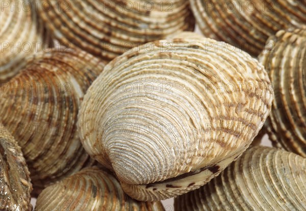 Shells