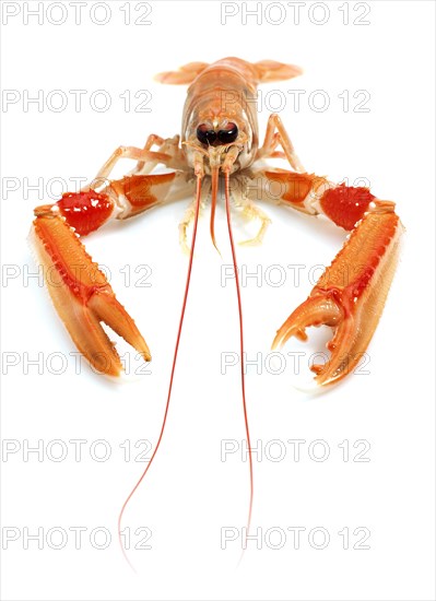 DUBLIN BAY PRAWN OR NORWAY LOBSTER OR SCAMPI ephrops norvegicus ON A WHITE BACKGROUND