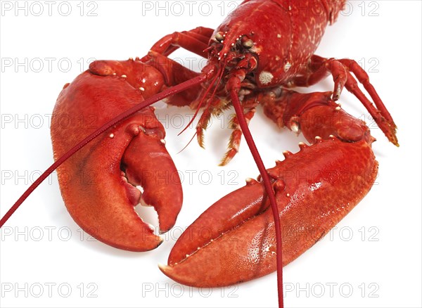 Lobster