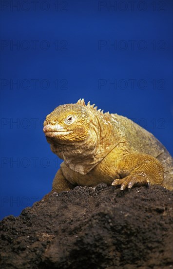 Galapagos Land Iguana