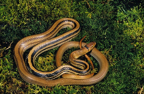 Copperhead rat snake