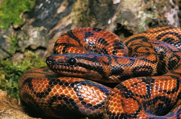 RainBow Boa