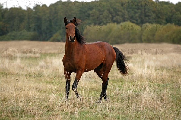 LUSITANO HORSE STANDING ON DRY GRASS