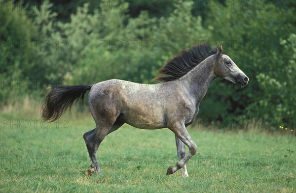 SHAGYA HORSE