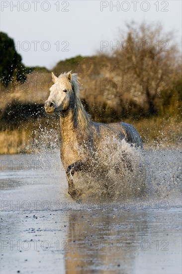 CAMARGUE HORSE