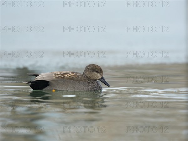 Gadwall