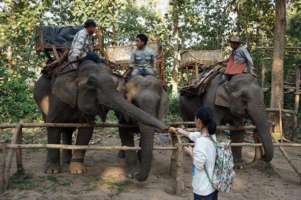 Elephant and Mahout