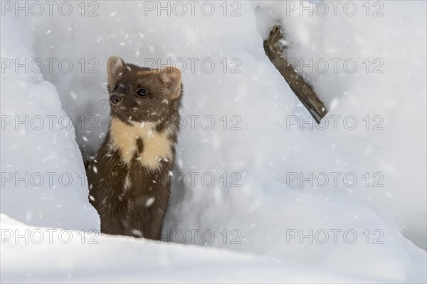 European pine marten