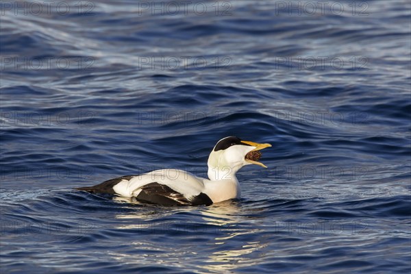 Male eider