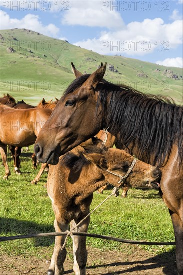 Foal licking a mare