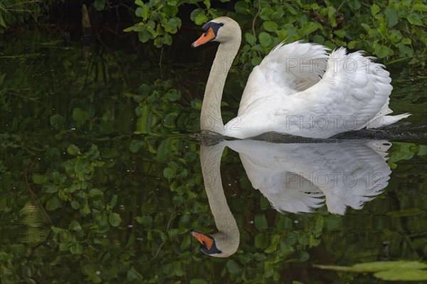 Mute swan