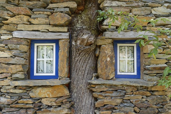 Slate house built around tree