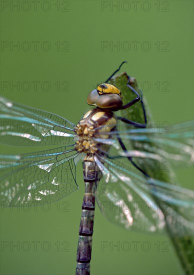 Freshly hatched Blue-green Mosaic Damselfly