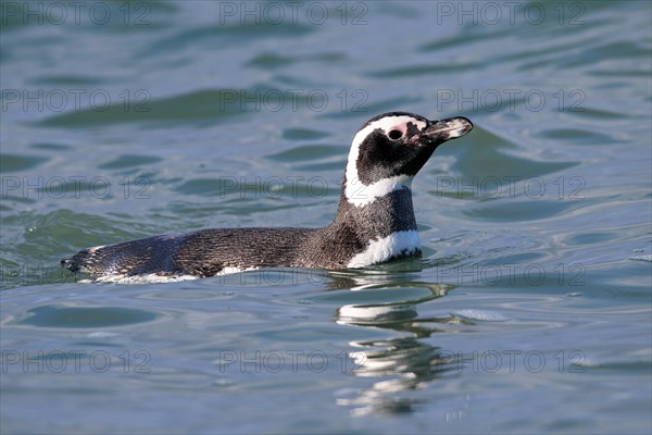 Magellanic Penguin