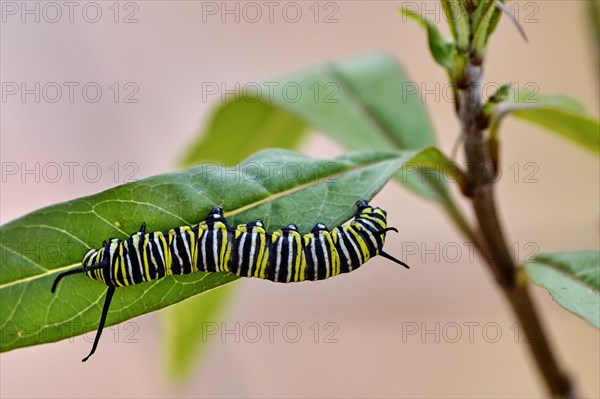 Caterpillar of the monarch butterfly