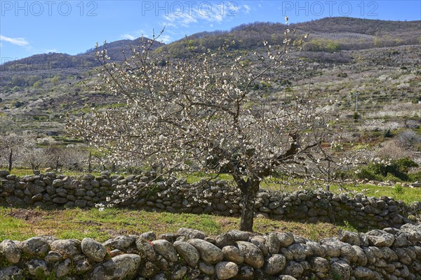 Cherry trees