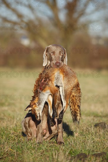 Weimaraner